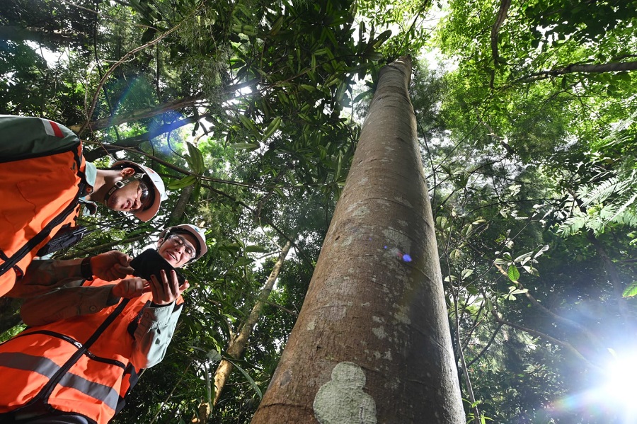 Ular Hitam Muncul di Arboretum Himalaya, Kisah Restorasi Kawasan Tambang PT Vale