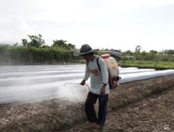 IMIP Berdayakan Petani Bahodopi Kembangkan Agribisnis Modern