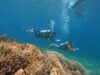 IMIP Rehabilitasi Terumbu Karang di Pulau Sombori Morowali