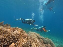 IMIP Rehabilitasi Terumbu Karang di Pulau Sombori Morowali