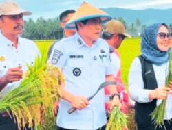 Petani di Parigi Moutong Mengeluh, Gabah Hasil Panen Menumpuk di Penggilingan