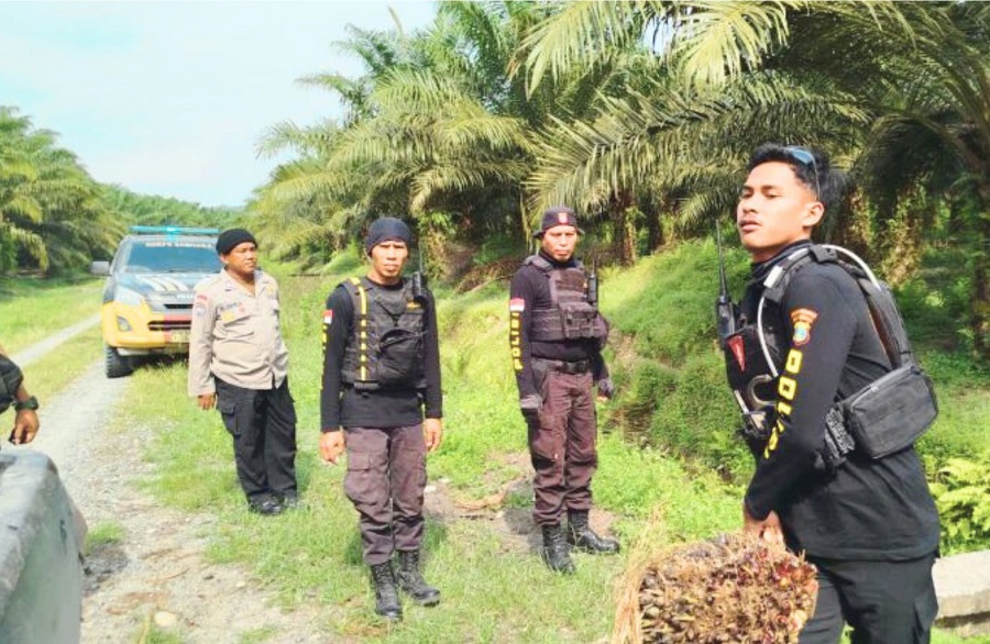 Polisi Amankan Ratusan Buah Sawit Diduga Hasil Curian di Lahan Sengketa Rio Pakava