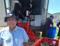 Bisnis Udang RI Makin Pelik, Bisa Produksi Tapi Sulit Jual, Pembenahan Mesti Totalitas