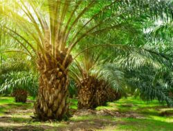 Pemdes Towara Tak Verifikasi dan Validasi Lahan, Warga Serahkan Dokumen Langsung ke Pemda Morowali Utara