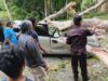 Pohon Tumbang di Jalur Trans Kebun Kopi Menimpa Dua Kendaraan, Satu Orang Tewas