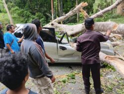Pohon Tumbang di Jalur Trans Kebun Kopi  Menimpa Dua Kendaraan, Satu Orang Tewas
