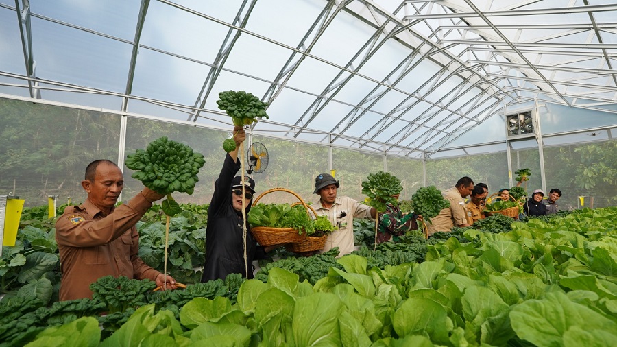 Panen Perdana Hidroponik Binaan IMIP, Pacu Ketahanan Pangan
