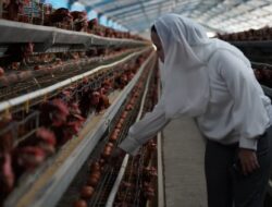 Pemkot Palu Sidak Distributor Telur Jelang Nataru 2025