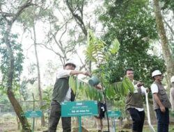 Arboretum Himalaya yang Tumbuh Jadi Hutan Alam Mengundang Decak Kagum