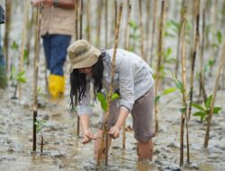 IMIP Realisasikan Tanam 10.000 Bibit Mangrove di Area Operasional