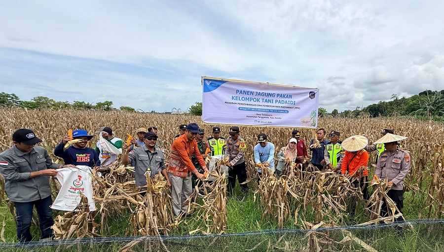 Petani Binaan PT Vale Panen Jagung Pakan di Tondowolio Kolaka, Wujudkan Ketahanan Pangan Berkelanjutan