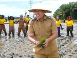 Bupati Morowali Tanam Padi di Solonsa Jaya, Duh Asyiknya