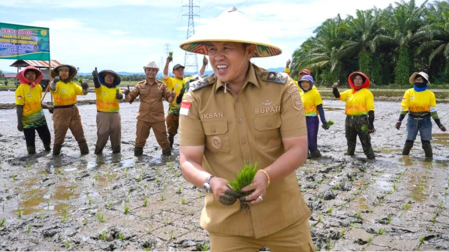 bupati morowali tanam padi di solonsa jaya duh asyiknya