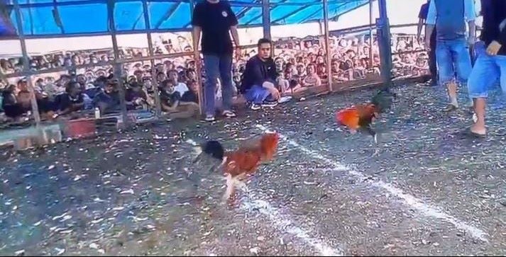Judi Sabung Ayam Bebas Beroperasi di Bahomakmur Morowali