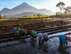 KUR BRI Mengaliri Sawah Rakyat, Menggerakkan Ekonomi dan Ketahanan Pangan Nasional