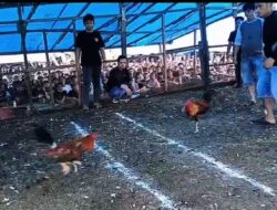 Operasi Sabung Ayam di Bahodopi, Morowali Bocor?