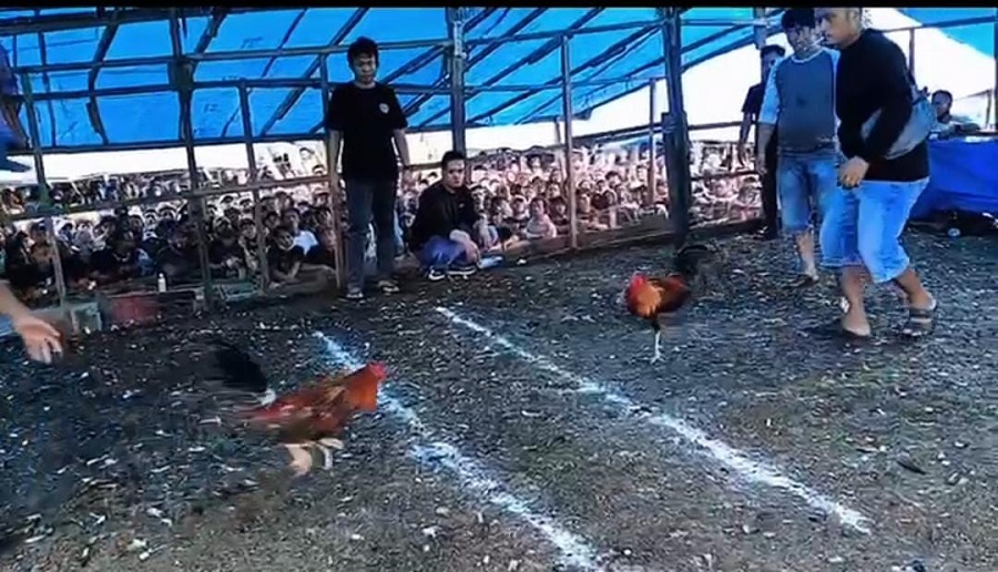 Operasi Sabung Ayam di Bahodopi, Morowali Bocor?