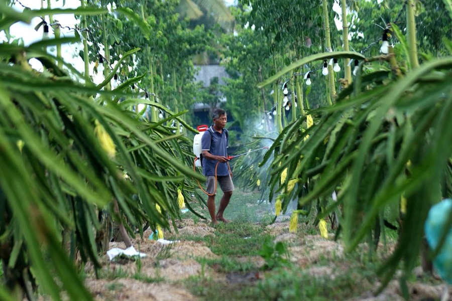 Petani Buah Naga Banyuwangi Naik Kelas Berkat Program Klasterku Hidupku BRI