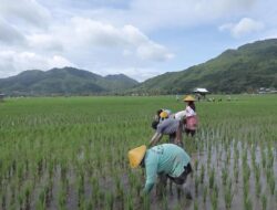 Desa Manemeng Perkuat Ekosistem Ekonomi Kerakyatan melalui Program Desa BRILiaN