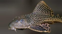 Sapu-Sapu Jangan Mati Sia Sia, Peluang Menjadi Sumber Protein, Namun Perlu Kajian