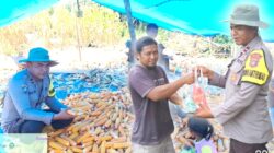 Bhabinkamtibmas Puntari Makmur Witaponda Dampingi Panen Jagung, Dukungan Polri untuk Ketahanan Pangan