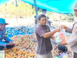 Bhabinkamtibmas Puntari Makmur Witaponda Dampingi Panen Jagung, Dukungan Polri untuk Ketahanan Pangan