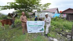 IMIP Salurkan Puluhan Hewan Kurban Jelang Iduladha 1447H