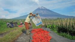KUR BRI Jangkau 581 Ribu Petani dan Nelayan, Total Salur Rp65,95 Triliun per April 2026