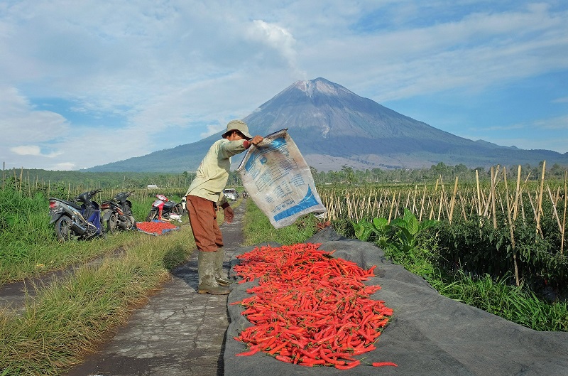KUR BRI Jangkau 581 Ribu Petani dan Nelayan, Total Rp65,95 Triliun per April 2026
