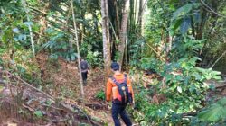 Lansia Diduga Tersesat di Perkebunan Desa Balukang Donggala, Pencarian Terkendala Vegetasi Cukup Rapat