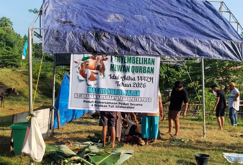 Masjid Nurul Falah Poso Sembelih Belasan Hewan Kurban di Iduladha 1447H