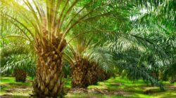 Pemkab Morut Dianggap Gagal Menyelesaikan Konflik Agraria di Lingkar PT ANA
