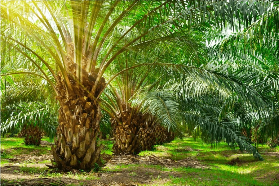 Pemkab Morut Dianggap Gagal Menyelesaikan Konflik Agraria di Lingkar PT ANA