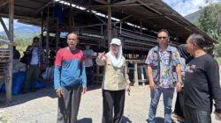 Pengawu Menyimpan Potensi Peternakan, Terdapat 200 Ribu Ayam Petelur