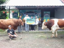 Telkomsel Salurkan Hewan Kurban di Iduladha 1447H, Komitmen Berkelanjutan Hadirkan Dampak Nyata