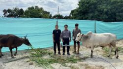 Trinusa Group Salurkan Puluhan Hewan Kurban di Morowali Utara hingga Kota Palu