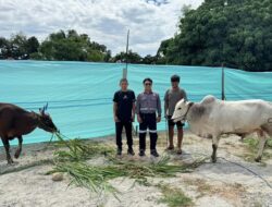 Trinusa Group Salurkan Puluhan Hewan Kurban di Morowali Utara hingga Kota Palu