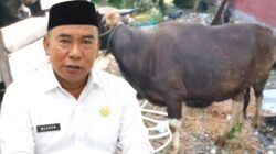 Jelang Idul Adha 1447 H: Bupati Morowali Serahkan Sapi Qurban untuk Witaponda, Camat Sampaikan Terima Kasih