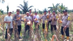 Panen Raya Jagung Serentak Kuartal II di Solonsa, Polsek Witaponda Dukung Program Swasembada Pangan