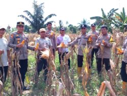 Panen Raya Jagung Serentak Kuartal II di Solonsa, Polsek Witaponda Dukung Program Swasembada Pangan