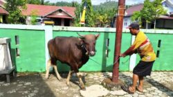 Pemdes Solonsa Apresiasi Perusahaan Penyumbang Hewan Qurban Idul Adha 1447 H