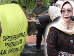 Wabup Morowali Serahkan Sapi Qurban Presiden untuk Masyarakat