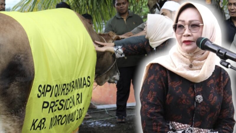 wabup morowali serahkan sapi qurban presiden untuk masyarakat