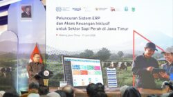 OJK dan ILO Tingkatkan Akses Pembiayaan Peternak Sapi Perah, Luncurkan Enterprise Resource Planning