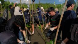 Telkomsel Tanam 2000 Pohon Mangrove di Pesisir Mapane Tambu Donggala
