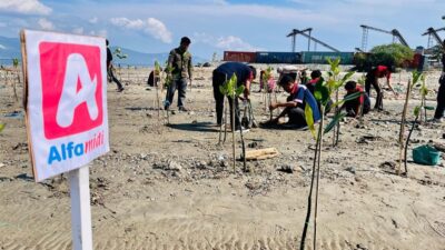 Alfamidi Aksi Bersih dan Tanam Mangrove di Pesisir Pantai Mamboro Palu
