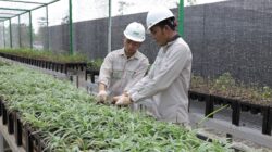 Bank Benih Nursery Mandiri IMIP, Bukti Konkret Komitmen Dekarbonisasi Industri