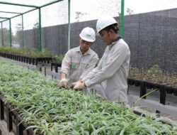 Bank Benih Nursery Mandiri IMIP, Bukti Konkret Komitmen Dekarbonisasi Industri