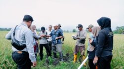 PT Vale Inisiasi Revitalisasi Pengendalian Hama Tikus Terpadu dan Konservasi Burung Hantu di Morowali