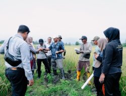 PT Vale Inisiasi Revitalisasi Pengendalian Hama Tikus Terpadu dan Konservasi Burung Hantu di Morowali
